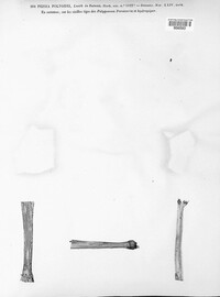 Pyrenopeziza polygoni image